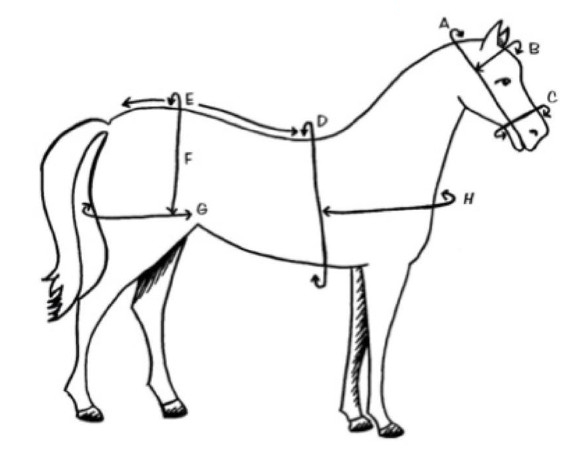Meetinstructie: hoe meet u uw paard op